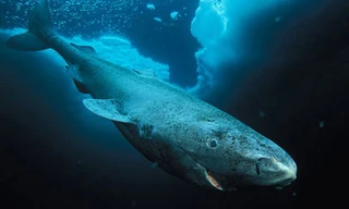 Cá mập Greenland có thể sống tới 512 năm