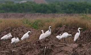 Bạn có bất ngờ khi biết sự thật chứ? (ảnh minh họa)