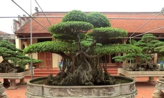 Cây cửu phẩm là bảo bối trong khu vườn của ông Ngọ. 