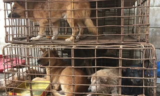 Những con chó là tang vật trong một vụ trộm được nhà chức trách thu giữ. Ảnh: Hoàng Táo