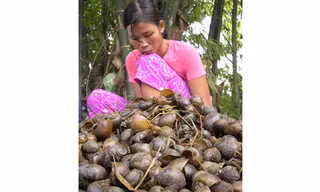 Diệt ốc vừa bảo vệ mùa màng vừa giúp nông dân nghèo có thêm thu nhập. 