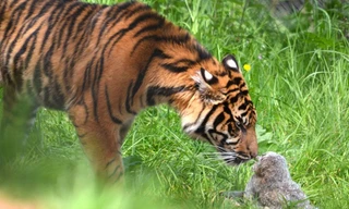 Cú nhỏ và hổ đối đầu trong một chuồng thú ở Anh