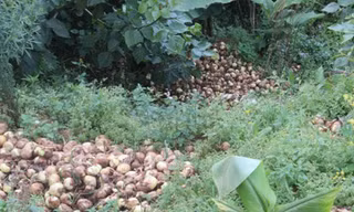 Hành tây Đà Lạt bị đổ bỏ hàng loạt trong những ngày qua. Ảnh: Quốc Dũng