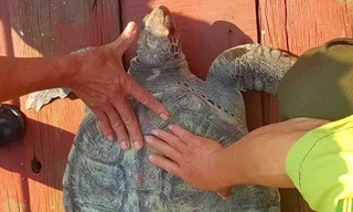 Thả rùa quý hiếm nặng 25kg xuống biển