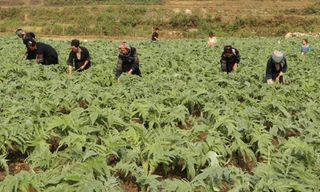 Vùng trồng và thu hái cây thuốc của Traphaco được công nhận đạt chuẩn