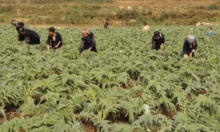 Vùng trồng và thu hái cây thuốc của Traphaco được công nhận đạt chuẩn