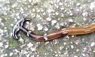 Con sâu đầu búa bò ngoằn ngoèo trên nền đất. Video: YouTube. 