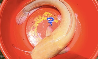 Cá trê "khủng" màu vàng rực được anh Hoàng Em câu bốn hôm trước. Ảnh: Hồng Duy.