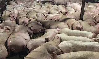 Heo bị tiêm thuốc an thần nằm la liệt