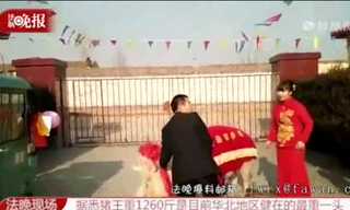 Cô dâu cưỡi lợn khủng vào nhà chồng