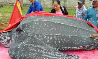 Con rùa biển lớn