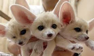 50 triệu đồng một con cáo sa mạc