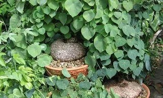 TOP 5 cách chữa mất ngủ từ thảo dược cực kì hiệu quả