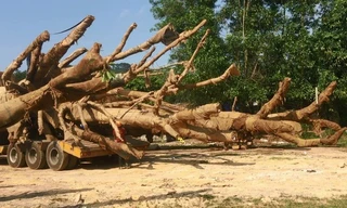 Một cây "quái thú" được vận chuyển trên QL 1A bị tạm giữ tại tỉnh Thừa Thiên Huế (ảnh Đại Dương)