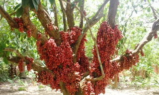 Qủa dâu da hay còn có tên gọi khác là dâu rừng.