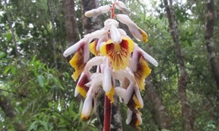 Hoa của loài riềng mới được phát hiện. Ảnh: Lý Ngọc Sâm.