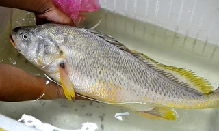 Con cá được cho là cá sủ vàng mà anh Quân câu được trên sông Đồng Nai vào chiều 17/4.