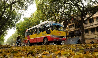 Hà Nội mùa sấu vàng bay