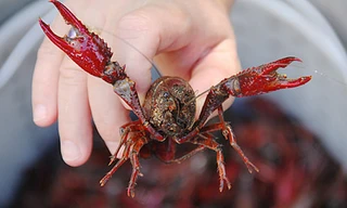 Tôm hùm đất sống vẫn được nhập về Việt Nam.