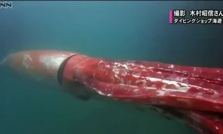 Mực khổng lồ dài 4 m bơi dọc cảng biển Nhật