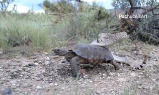 Cảnh tượng hiếm có: Rắn chuông kịch độc chễm chệ cưỡi lưng rùa sa mạc