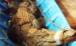 Cá sấu dài 2,2 m được ông Dự bán với giá 4 triệu đồng. Ảnh: CTV.