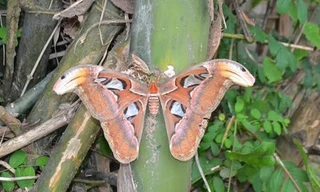 Phát hiện bướm khổng lồ trong lúc chặt tre