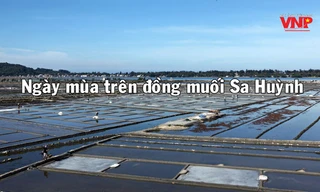 Ngày mùa trên đồng muối Sa Huỳnh