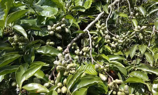 Đầu tháng 9 âm lịch bà con người Mường ở xã Chí Đạo bắt đầu thu hạt dổi (Ảnh: Hồng Duyên).