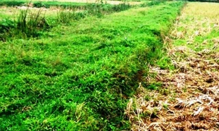 Bờ đất đang còn ở cánh đồng của hai làng mà các cụ cao niên kể được làng Quang Ốc đào trong 1 đêm để phân chia đất đai giữa 2 làng