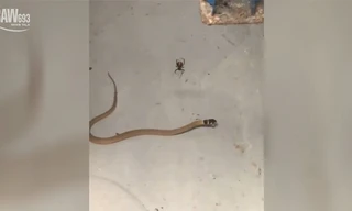 Trận tử chiến rợn người giữa rắn nâu kịch độc và nhện lưng đỏ