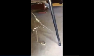 Cuộc giằng co giữa rắn nâu và nhện lưng đỏ kịch độc