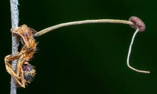 Nấm mọc ra từ xác kiến thợ mộc. (Ảnh: Story Trender).