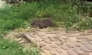 Một con chuột chạy trong vườn sau nhà bà Kimberly. Ảnh: SWNS.