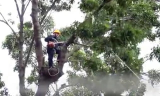 Đốn hạ loạt cây xanh để làm cầu nối trung tâm Sài Gòn với quận 2