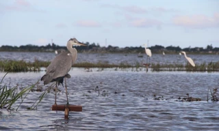 Thợ săn thi nhau đưa cò lên mâm nhậu