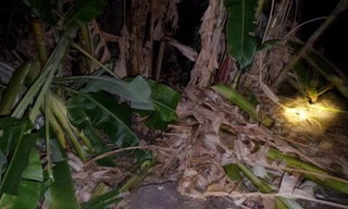 Lo ngay ngáy vì đàn voi rừng áp sát khu dân cư hằng đêm