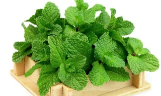 Chữa bệnh hiệu quả bằng những loại thảo mộc