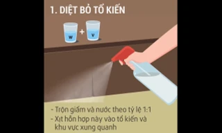 Top 6 mẹo đuổi kiến ra khỏi nhà cực hiệu quả