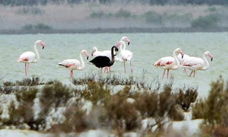 Chim hồng hạc đen nổi bật giữa đàn chim hồng hạc có màu sáng đặc trưng. Ảnh: Reuters