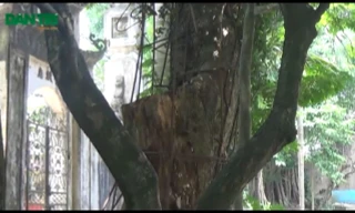 Hà Nội: Cả làng “không ngủ” bảo vệ cây sưa bạc tỷ