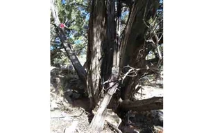 Khẩu súng dựa vào gốc cây bách tại vườn quốc gia Great Basin, Mỹ. Ảnh: Washington Post