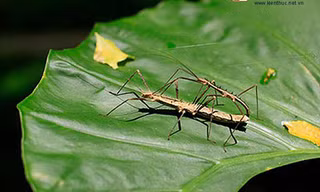 Tận mục loài côn trùng dị nhất thế giới ở Việt Nam