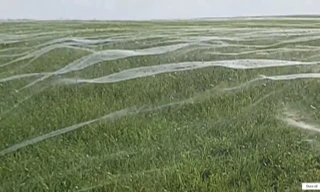 Mạng nhện khổng lồ che phủ cả cánh đồng tại New Zealand