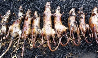 Chợ chuột 'bắt mổ ngay' đầu cao tốc Cầu Giẽ - Ninh Bình