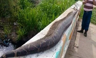 Trăn khổng lồ dài gần 8m bị dân làng Benito Juarez, Mexico đánh chết.