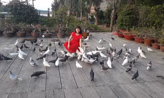 Những chú chim bồ câu lễ tân hiếu khách