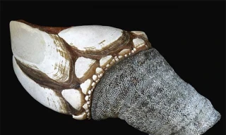 Bất chấp tính mạng để bắt loại ốc được mệnh danh là 'ATM của biển cả'