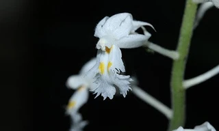 Đặc điểm nhận dạng loài Podochilus rotundipetala Aver. et Vuong. (Ảnh: Trương Bá Vương).