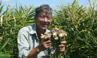 Ông Nguyễn Vũ Anh cho biết năm nay gia đình ông lãi to từ mô hình trồng gừng.